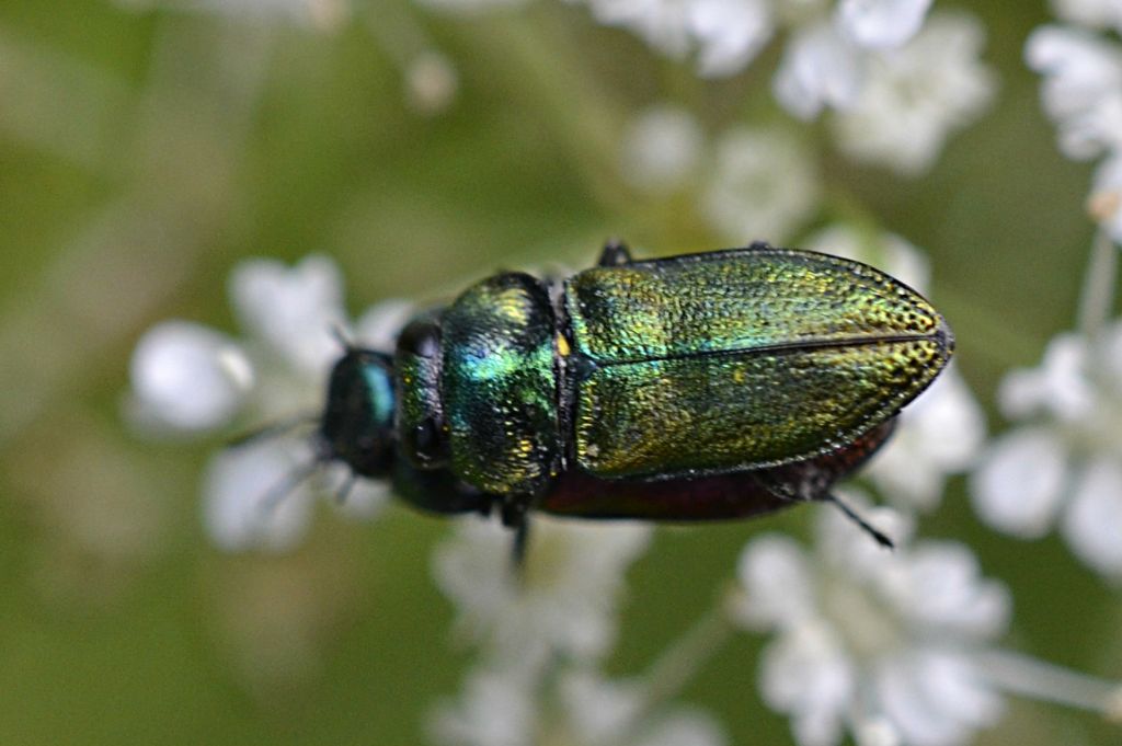 Cryptocephalus? No. - Anthaxia fulgurans (Buprestidae)